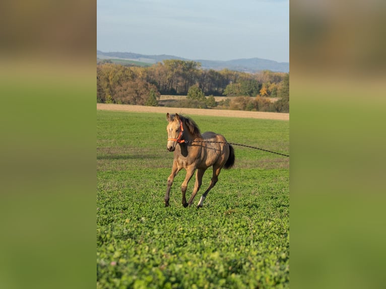 American Quarter Horse Klacz  160 cm Jelenia in Nýrsko