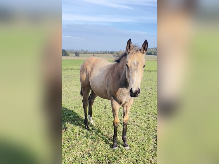 American Quarter Horse Klacz  160 cm Jelenia in Nýrsko