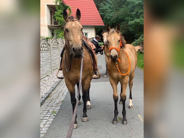 American Quarter Horse Klacz  160 cm Jelenia in Nýrsko