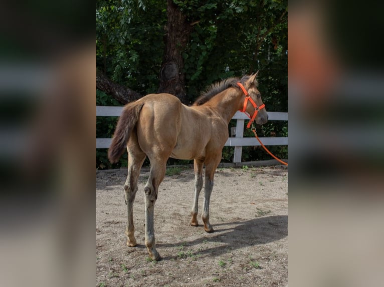 American Quarter Horse Klacz  160 cm Jelenia in Nýrsko