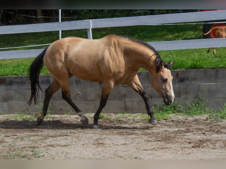 American Quarter Horse Klacz  160 cm Jelenia in Nýrsko