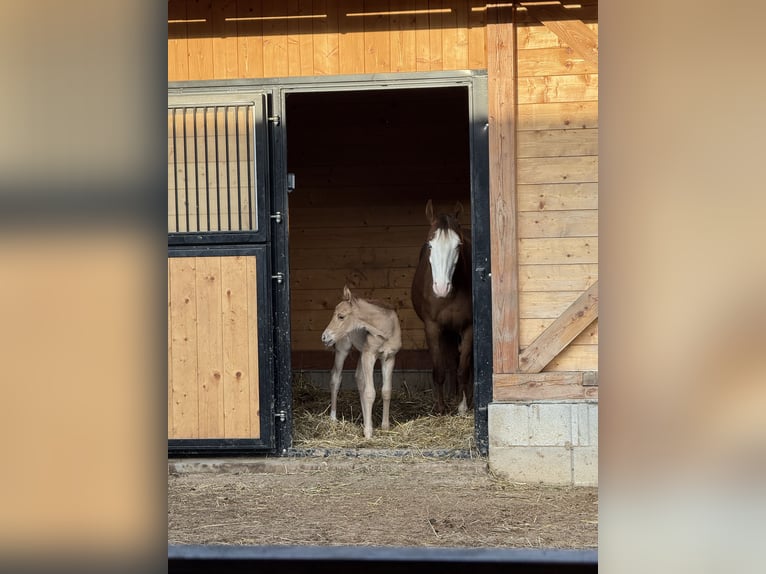American Quarter Horse Klacz Źrebak (04/2026) Bułana in Považska Bystrica