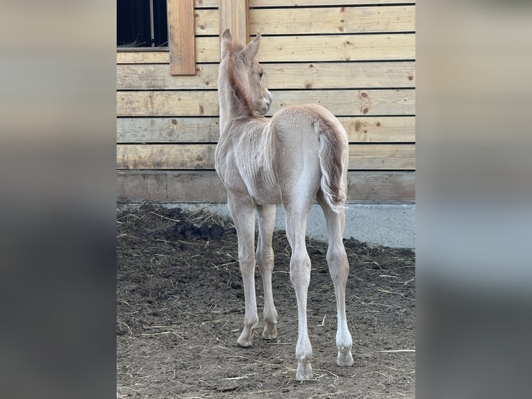 American Quarter Horse Klacz Źrebak (04/2026) Bułana in Považska Bystrica