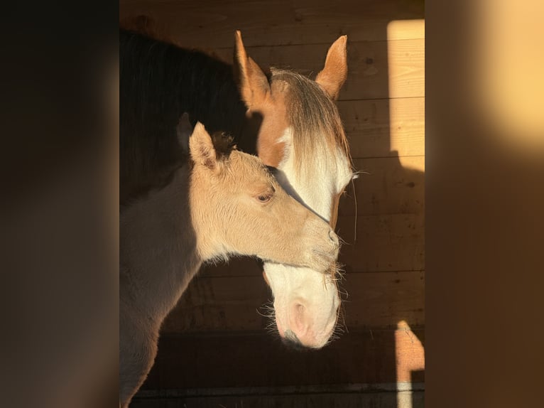 American Quarter Horse Klacz Źrebak (04/2026) Bułana in Považska Bystrica