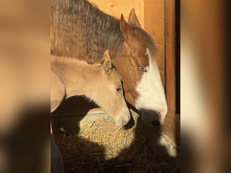 American Quarter Horse Klacz Źrebak (04/2026) Bułana in Považska Bystrica