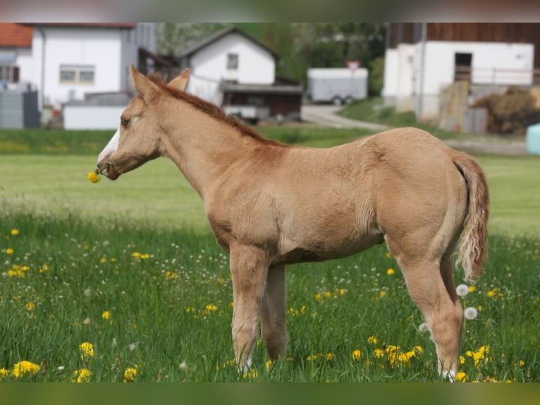 American Quarter Horse Klacz Źrebak (03/2024) Bułana in Mengkofen