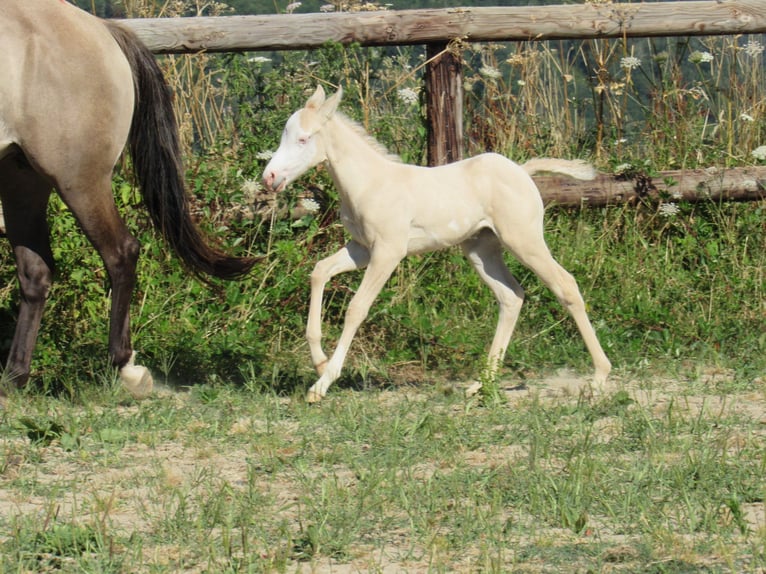 American Quarter Horse Klacz Źrebak (06/2026) Dunalino in Ferrieres sur sichon
