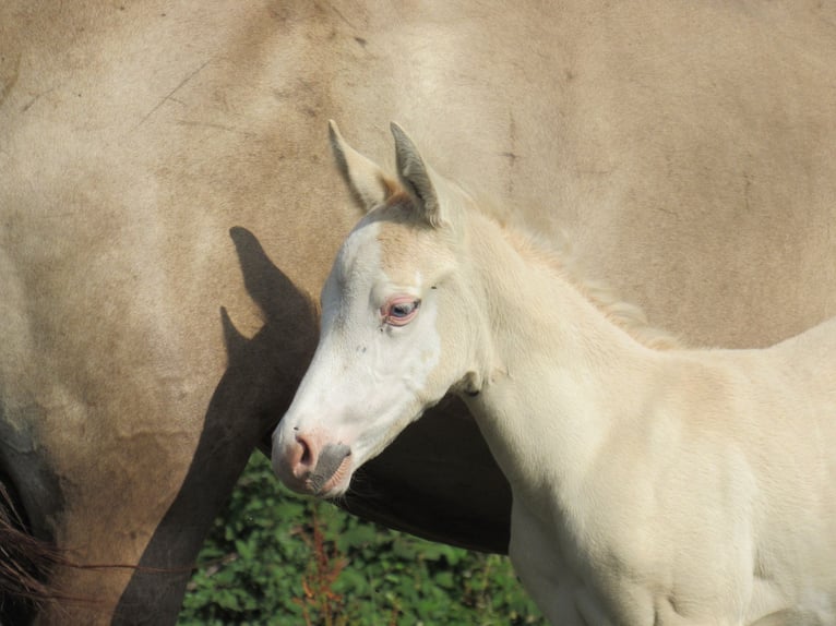 American Quarter Horse Klacz Źrebak (06/2026) Dunalino in Ferrieres sur sichon
