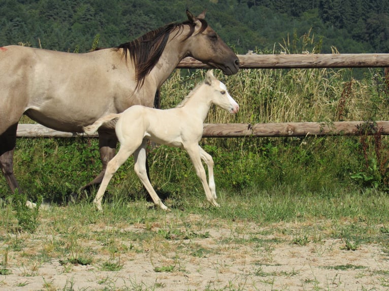 American Quarter Horse Klacz Źrebak (06/2026) Dunalino in Ferrieres sur sichon