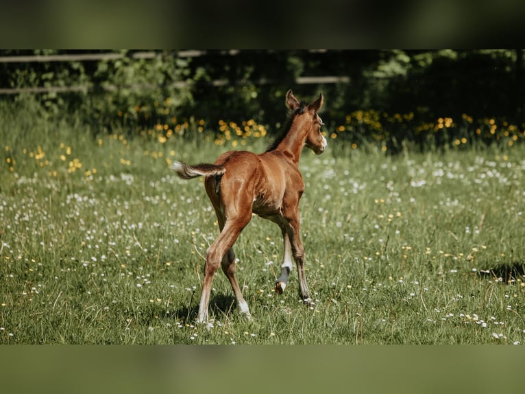 American Quarter Horse Klacz Źrebak (05/2026) Gniada in Bedburg-Hau