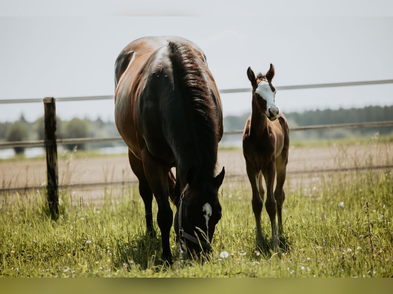 American Quarter Horse Klacz Źrebak (05/2026) Gniada in Bedburg-Hau
