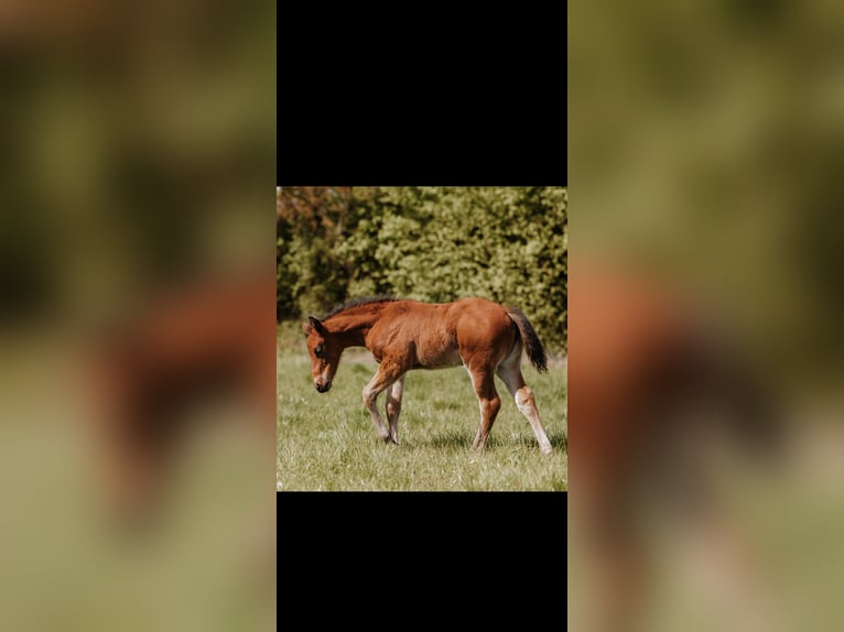 American Quarter Horse Klacz Źrebak (03/2026) Gniada in Bottrop