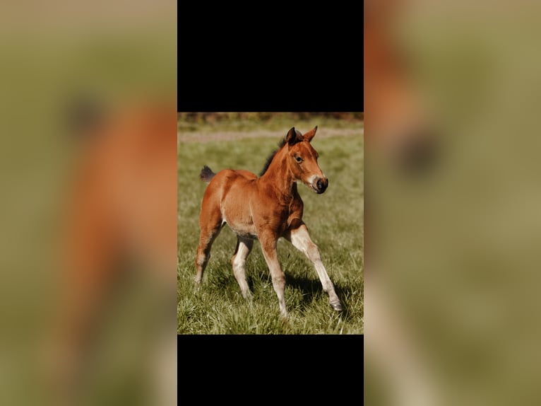 American Quarter Horse Klacz Źrebak (03/2026) Gniada in Bottrop