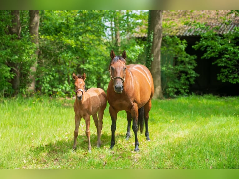 American Quarter Horse Klacz Źrebak (03/2026) Gniada in Barchem