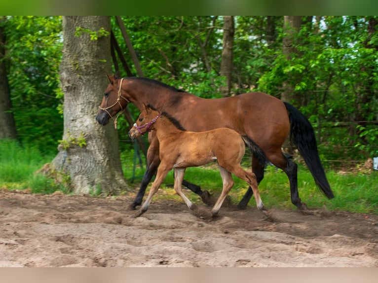 American Quarter Horse Klacz Źrebak (03/2026) Gniada in Barchem