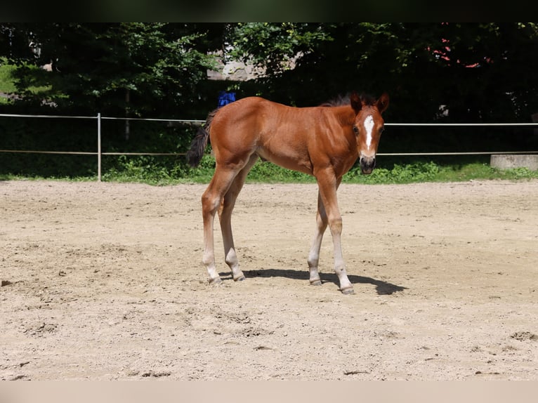 American Quarter Horse Klacz Źrebak (06/2024) Gniada in Neuwied