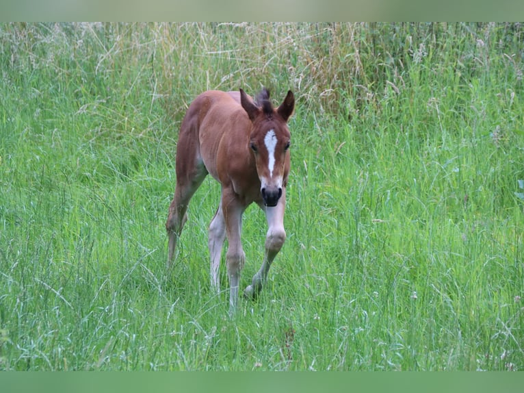 American Quarter Horse Klacz Źrebak (06/2024) Gniada in Neuwied