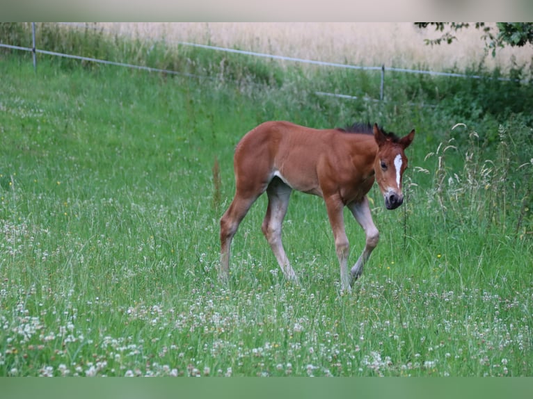 American Quarter Horse Klacz Źrebak (06/2024) Gniada in Neuwied