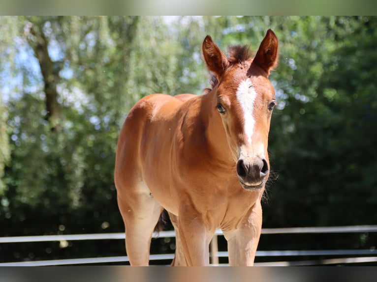 American Quarter Horse Klacz Źrebak (06/2024) Gniada in Neuwied