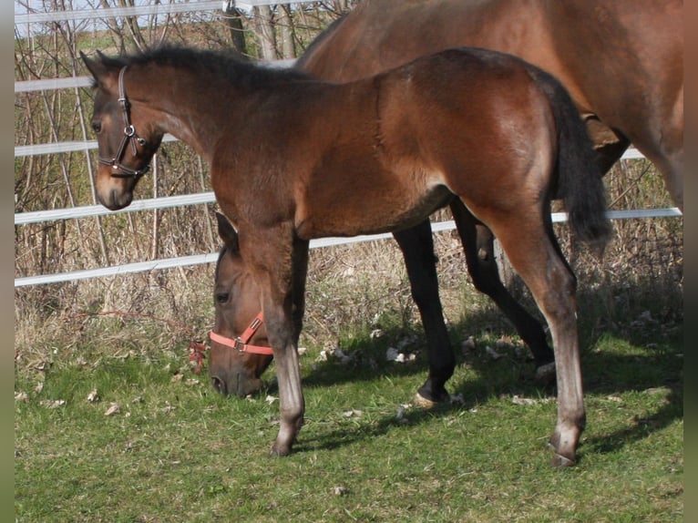 American Quarter Horse Klacz Źrebak (01/2024) Gniadodereszowata in Pöttsching