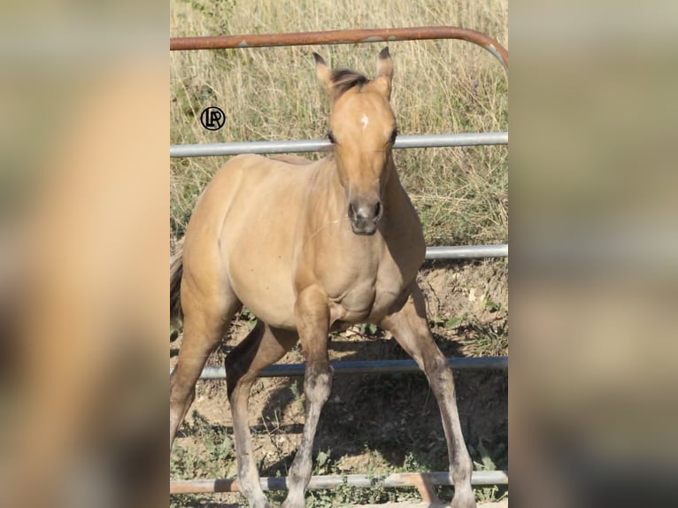 American Quarter Horse Klacz Źrebak (05/2026) Jelenia in VARSI PR