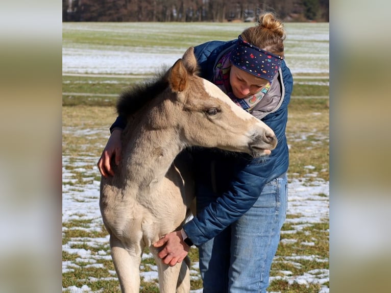 American Quarter Horse Klacz Źrebak (01/2026) Jelenia in Schlammersdorf