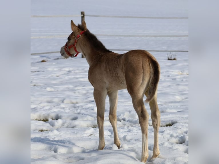 American Quarter Horse Klacz Źrebak (01/2026) Jelenia in Schlammersdorf