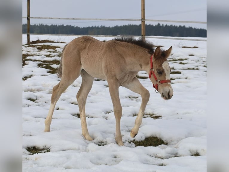 American Quarter Horse Klacz Źrebak (01/2026) Jelenia in Schlammersdorf
