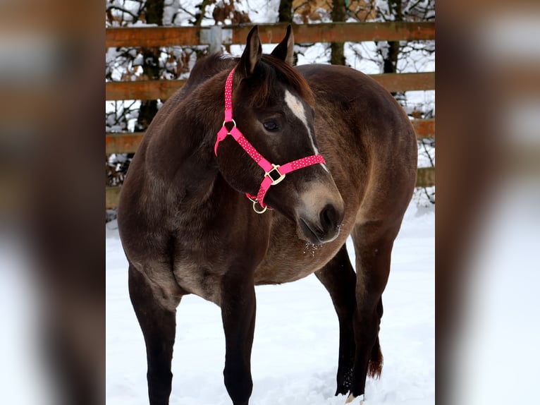 American Quarter Horse Klacz Źrebak (01/2026) Jelenia in Schlammersdorf