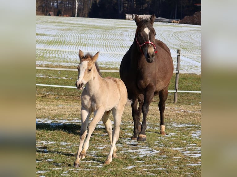 American Quarter Horse Klacz Źrebak (01/2026) Jelenia in Schlammersdorf