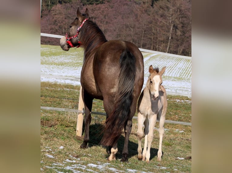 American Quarter Horse Klacz Źrebak (01/2026) Jelenia in Schlammersdorf