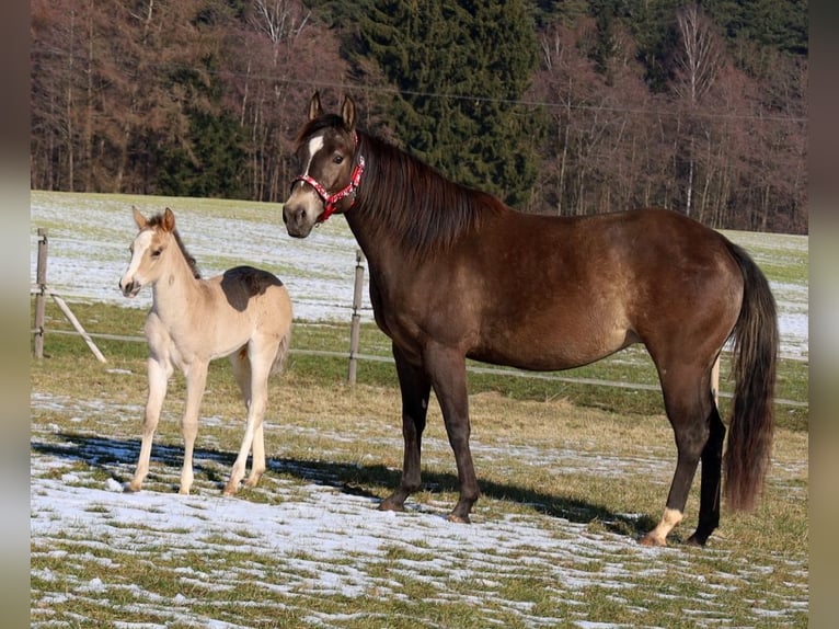 American Quarter Horse Klacz Źrebak (01/2026) Jelenia in Schlammersdorf