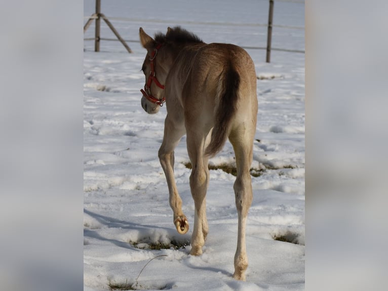 American Quarter Horse Klacz Źrebak (01/2026) Jelenia in Schlammersdorf