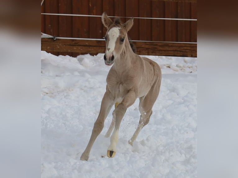 American Quarter Horse Klacz Źrebak (01/2026) Jelenia in VorbachSchlammersdorf