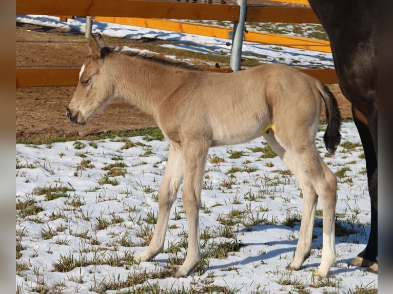 American Quarter Horse Klacz Źrebak (02/2026) Jelenia in Schlammersdorf