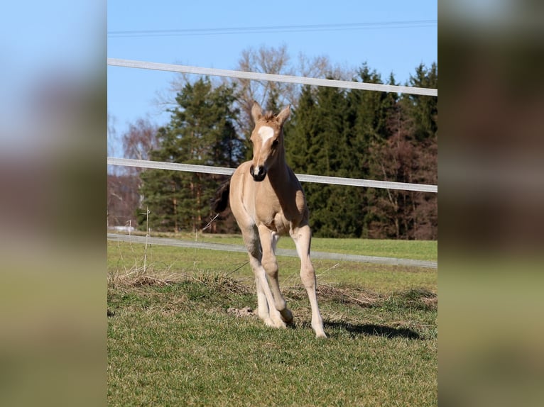 American Quarter Horse Klacz Źrebak (02/2026) Jelenia in Schlammersdorf