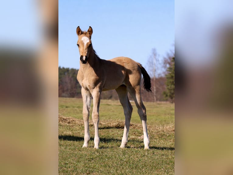 American Quarter Horse Klacz Źrebak (02/2026) Jelenia in Schlammersdorf