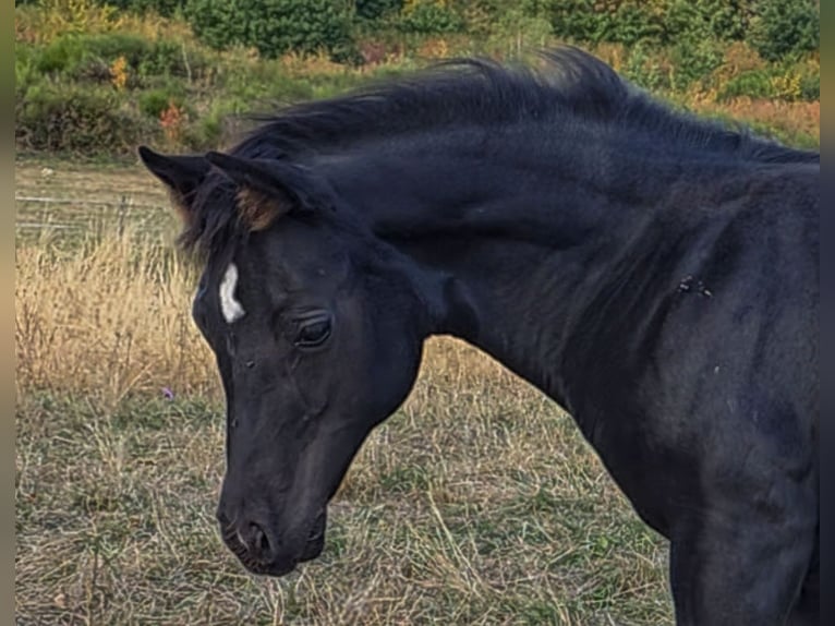 American Quarter Horse Klacz Źrebak (05/2026) Kara in Reichweiler