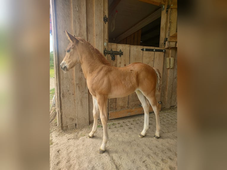 American Quarter Horse Klacz Źrebak (04/2024) Kasztanowata in Gajówka