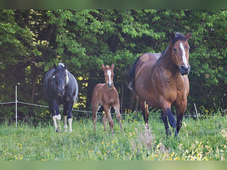 American Quarter Horse Klacz Źrebak (05/2024) Kasztanowata in Dietenheim