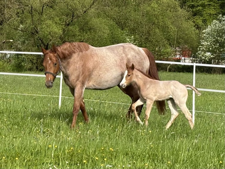 American Quarter Horse Klacz Źrebak (04/2026) Kasztanowatodereszowata in Ascha