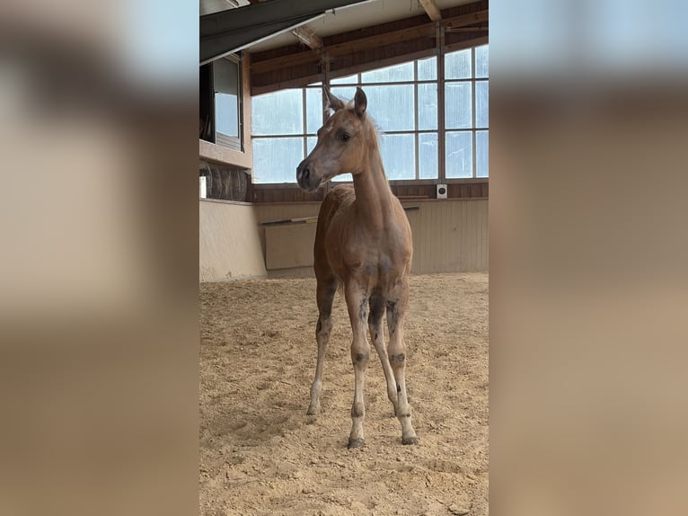 American Quarter Horse Klacz Źrebak (04/2026)  in Arnbruck