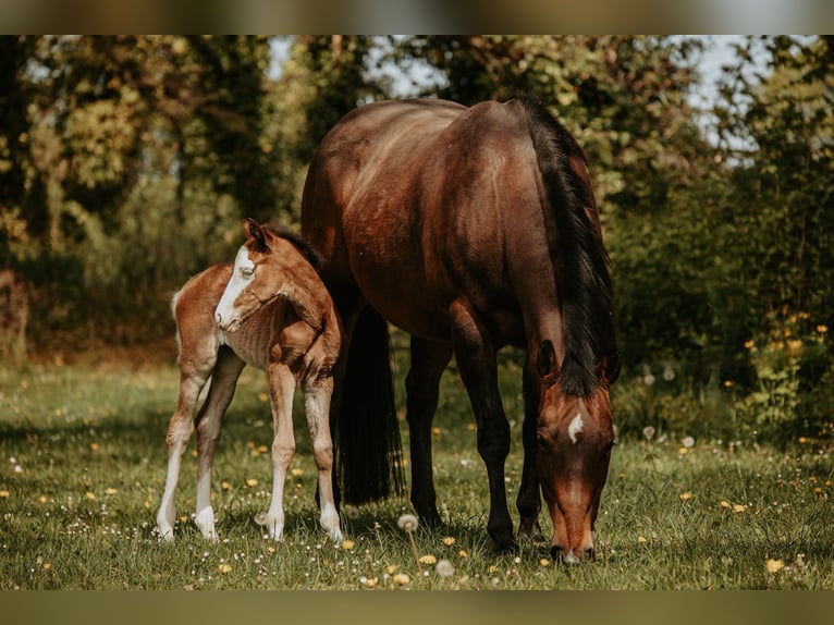 American Quarter Horse Klacz Źrebak (04/2026)  in Bedburg-Hau