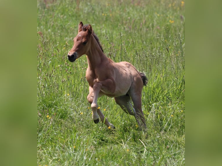 American Quarter Horse Klacz Źrebak (04/2024) in Waldshut-Tiengen