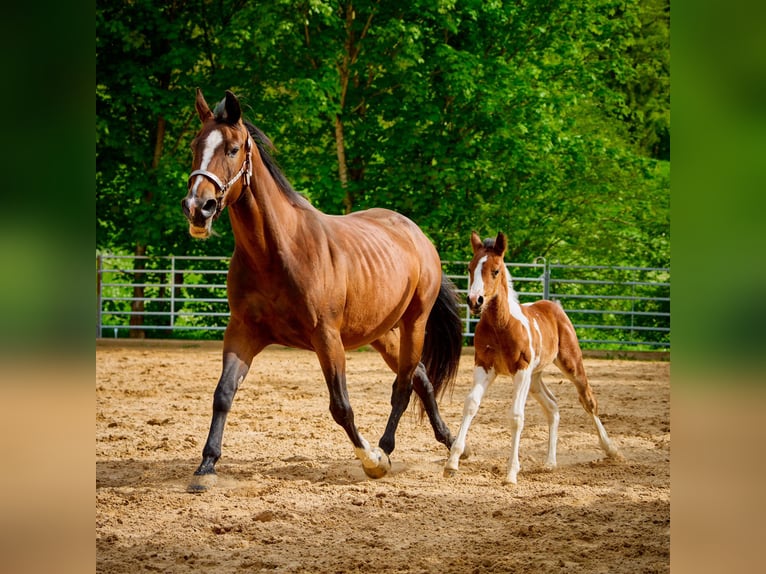 American Quarter Horse Mare 10 years 13,2 hh Brown in Eggenthal