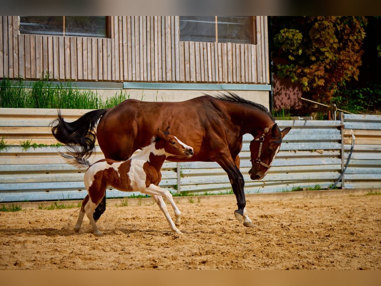 American Quarter Horse Mare 10 years 13,2 hh Brown in Eggenthal