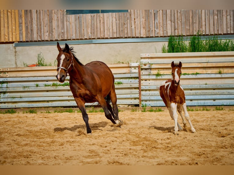 American Quarter Horse Mare 10 years 13,2 hh Brown in Eggenthal