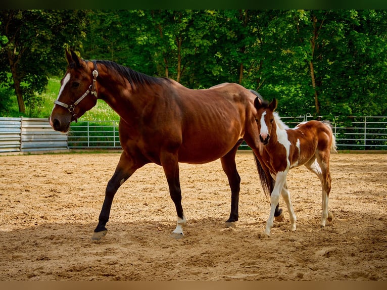 American Quarter Horse Mare 10 years 13,2 hh Brown in Eggenthal