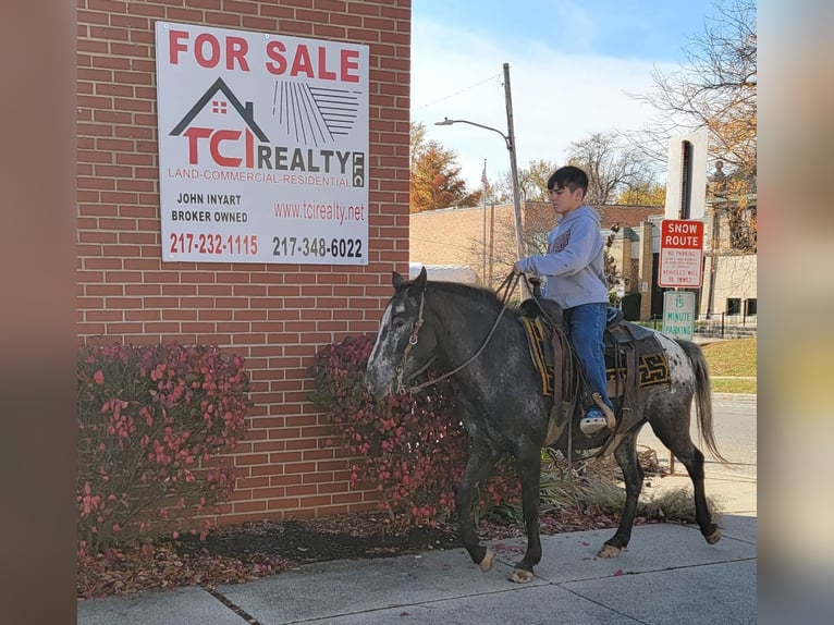 American Quarter Horse Mare 10 years 13 hh Brown in Effingham IL