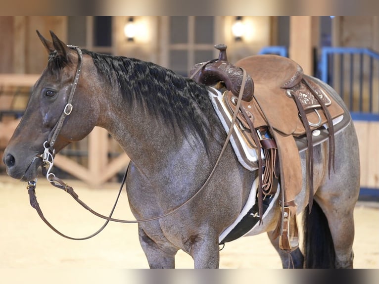American Quarter Horse Mare 10 years 13,3 hh Roan-Bay in Needmore